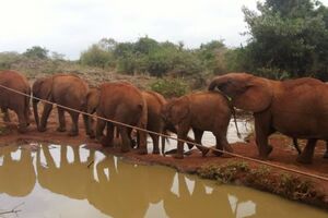 Elefantenherde - Elefantenwaisenhaus in Nairobi Kenia