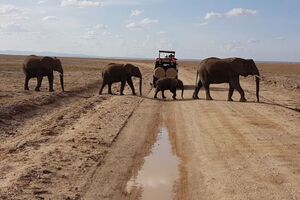 Elefantenherde im Amboseli Nationalpark