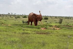 Typisch roter Elefant bei Tsavo East