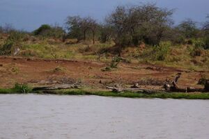 Krokodile - Safari Kenia