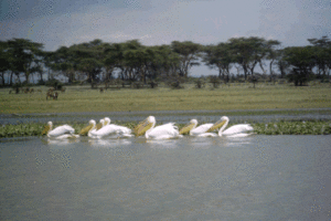 Lake Naivasha, Nakuru - Safari Kenia