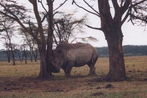 Nashorn - Safari Kenia