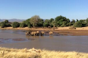 Elefantengruppe beim Spaziergang am Wasser in der Samburu