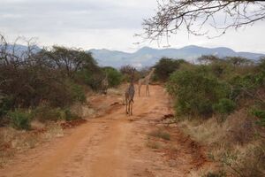 Giraffen - Tsavo West National park - Safari Kenia