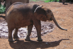 kleiner Elefant - Elefantenwaisenhaus in Nairobi Kenia