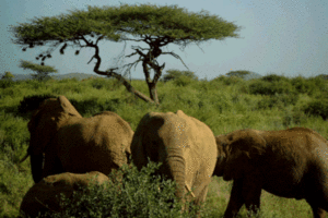 Elefantenherde - Safari Kenia
