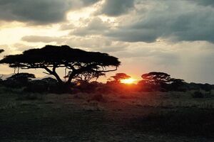 Sonnenaufgang im Nationalpark in Kenia