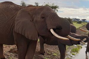 Elefantenherde - Safari Kenia