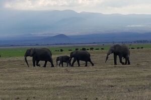 Elefanten und Büffel im Nebel