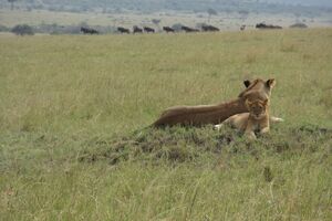 Auf Safari in Kenia: Löwen